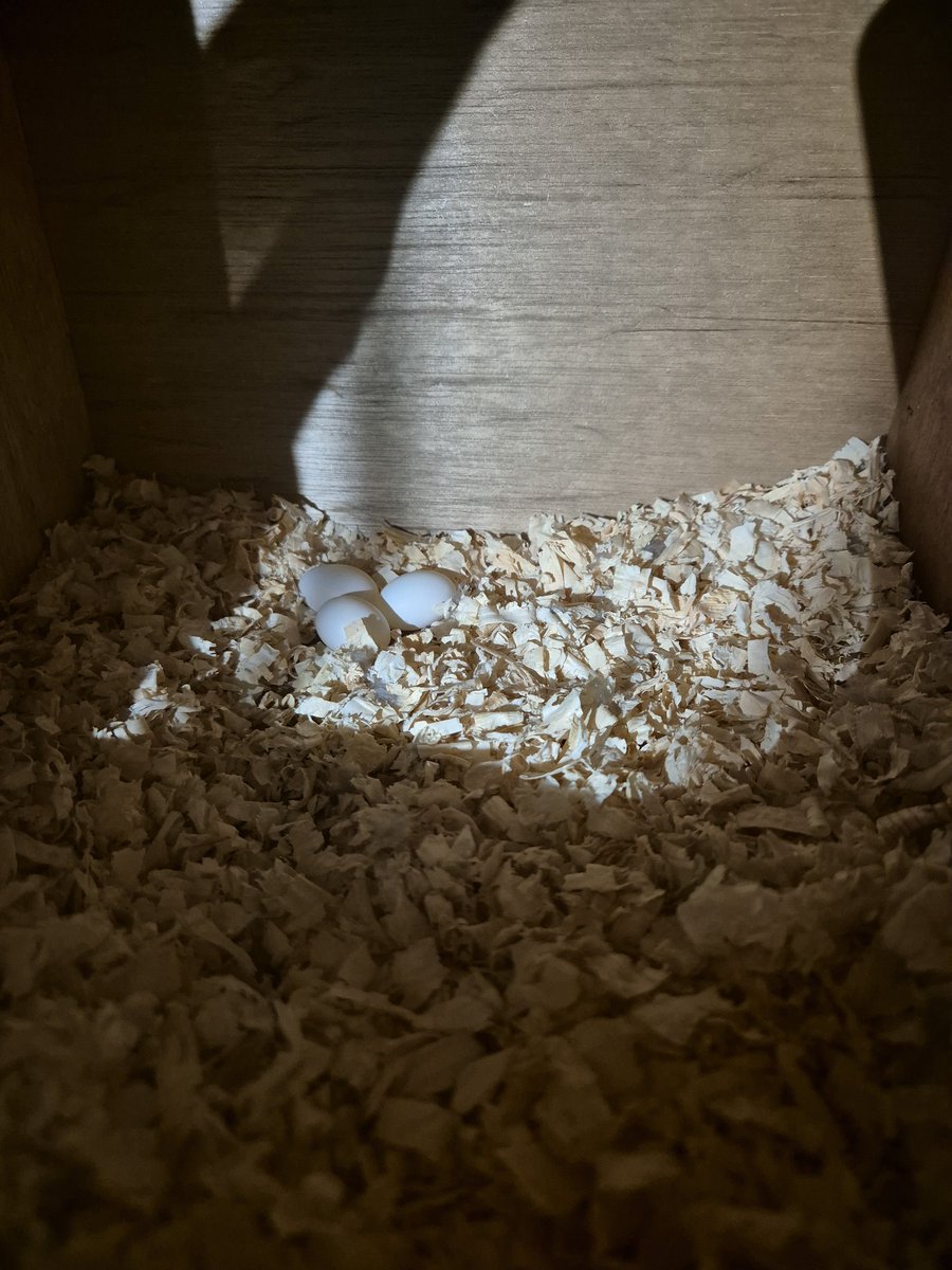 우리 매리 알3개낳았어요ㅠㅠ 저번년도는 다 알이 잿빛에 다 무정란이었는데 이번에는 희망이 있어보여요ㅠㅠ 완전 백옥같아요ㅠㅠ