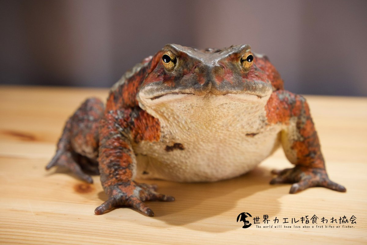 最近ニホンヒキガエルの亜種から別種に変更されたアズマヒキガエルさん