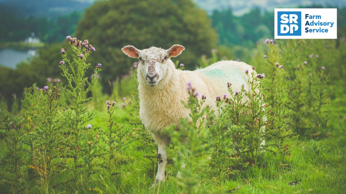 Get £3.7k in funding through FAS to improve the environmental #Sustainability 🍃 of your #ScottishFarming business. Business reviews, specialist advice & annual carbon audits can reduce emissions, improve soil health & biodiversity & build #Resilience ➡️ fas.scot/advice-grants