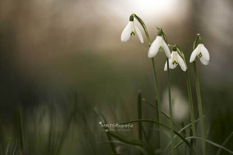 MRTfotografie's tweet photo. Goedemorgen!
#weekendleesvoer
Ze zijn er weer, die stoere en toch frรชle #sneeuwklokjes
Het verhaal erachter lees je op:
https://t.co/zYy0xDPJ8l
Fijn weekend!๐ฎ๐ฑโ๏ธ๐โโ๏ธ https://t.co/LB3bPS4JlQ