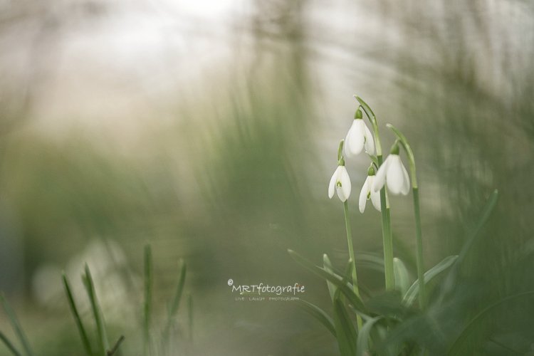 MRTfotografie's tweet photo. Goedemorgen!
#weekendleesvoer
Ze zijn er weer, die stoere en toch frรชle #sneeuwklokjes
Het verhaal erachter lees je op:
https://t.co/zYy0xDPJ8l
Fijn weekend!๐ฎ๐ฑโ๏ธ๐โโ๏ธ https://t.co/LB3bPS4JlQ
