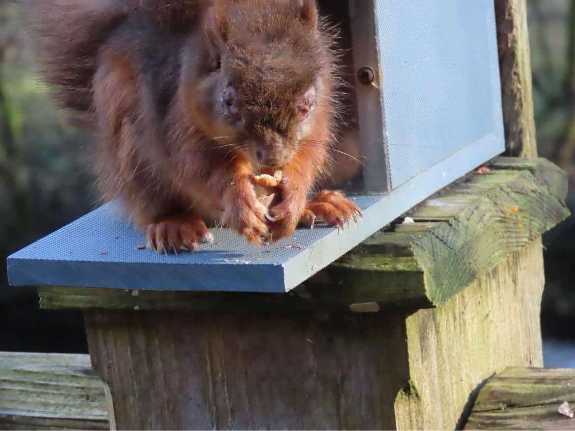 terrybnd's tweet photo. 🚨POX OUTBREAK!🚨 I’ve been informed there’s an outbreak of the dreaded Squirrel Pox Virus at Rutter Falls near @applebytown 💔😢🐿️ 

It ONLY TAKES ONE GREY SQUIRREL to get in amongst a healthy population of our endangered reds and they can be wiped out in just weeks 😢

PLEASE KEEP YA EYES PEELED. Report any sightings of greys or badly reds ASAP to the Penrith & District Red Squirrel Group: https://t.co/Q74Lg6JZkG 

Grey squirrels are one of the most invasive species in the world. They cause terrible harm to habitats, properties and native red squirrel populations. 

Needless to say, poor Jim at Rutter Falls is devastated and will be trying his best at first light today to mitigate the spread and locate the non-native grey squirrel.