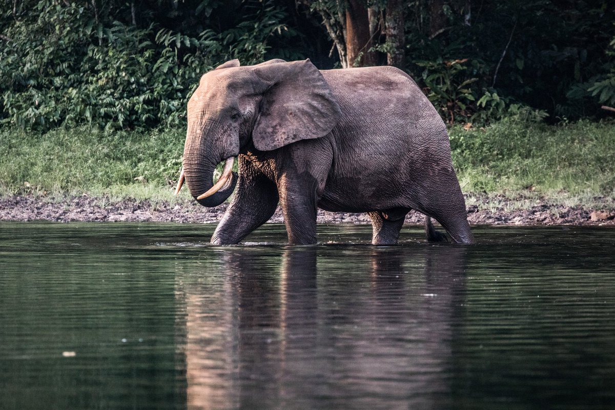 #Congo's Nouabalé-Ndoki National Park turns 30! 30 years of community-based #conservation, science, law enforcement and local development have sustained its status as one of the true wildernesses left on the continent. Read the full press release here: bit.ly/42s7AYV