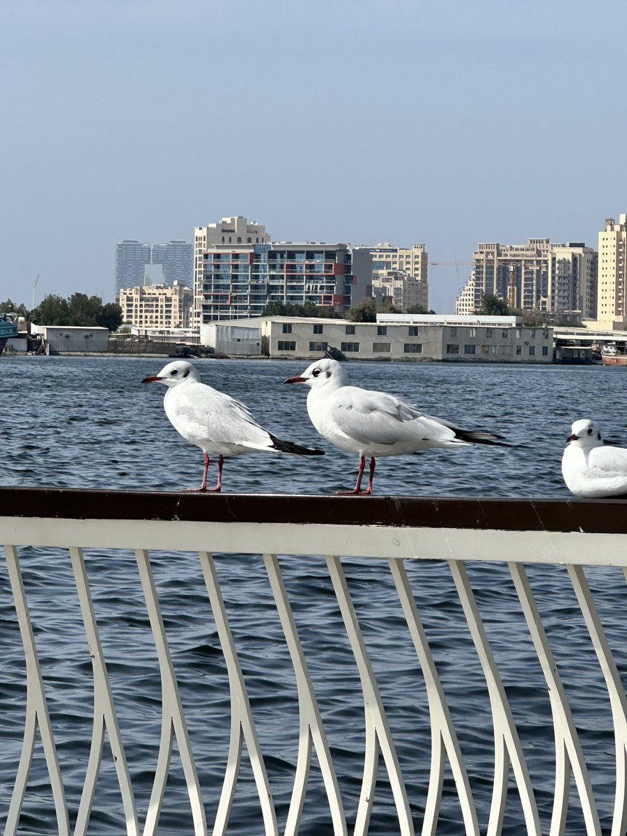وقد نُخبّ أُنساً دون رُؤيتهم 

لاشيء غير انجذاب الروح للروحِ.