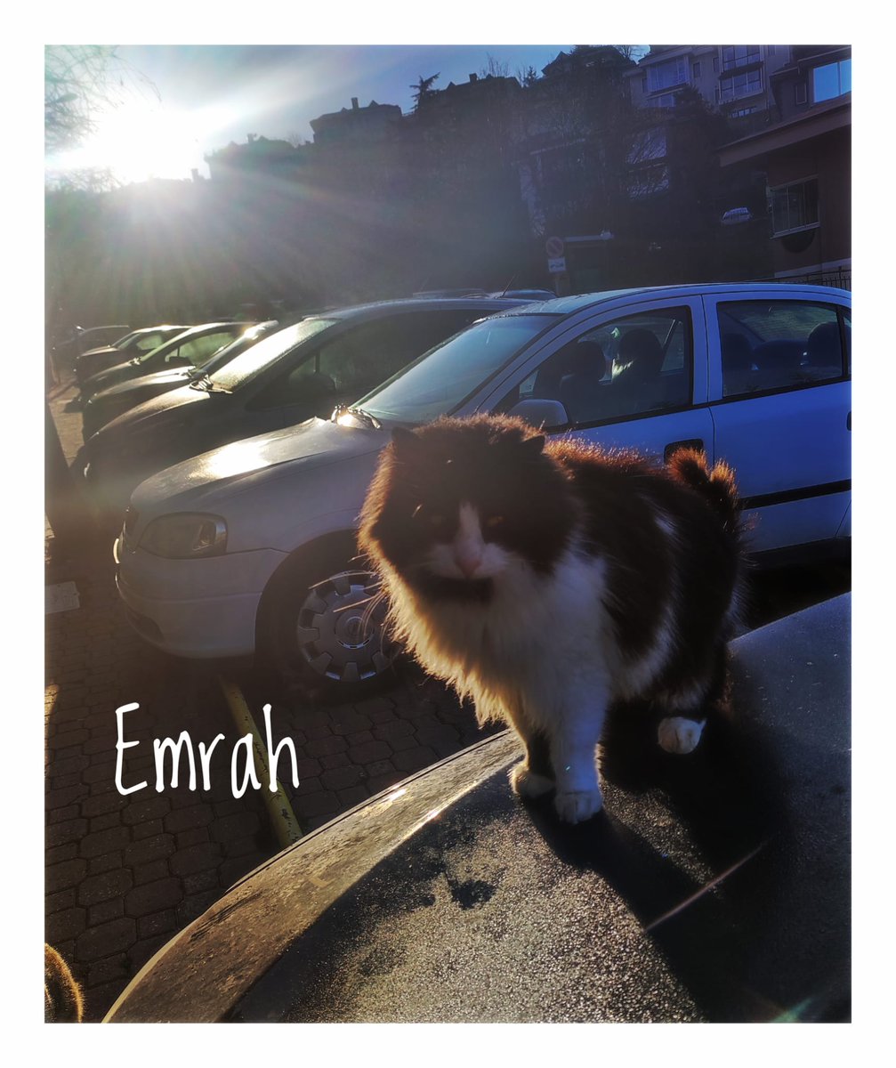 EMRAH EVİN BARKIN YOK MU :)

1. Emrah, İstanbul Anadoluhisarı’nda, Göksu Evleri'nde  yaşayan, sahibi tarafından terk edilmiş bir sokak kedisi. Bundan tam 2 yıl önce, yanıma o baskın tiz miyavlamasıyla boynu sağa doğru bükük şekilde geldiğinden beri ona Emrah diyorum :)