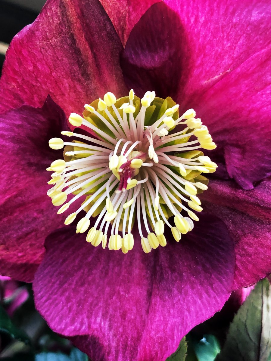 Happy Saturday morning to you! Here’s a hellebore seedling of ‘Anna’s Red’ photographed in yesterday’s sunshine. #helleboreseason #hellebores
