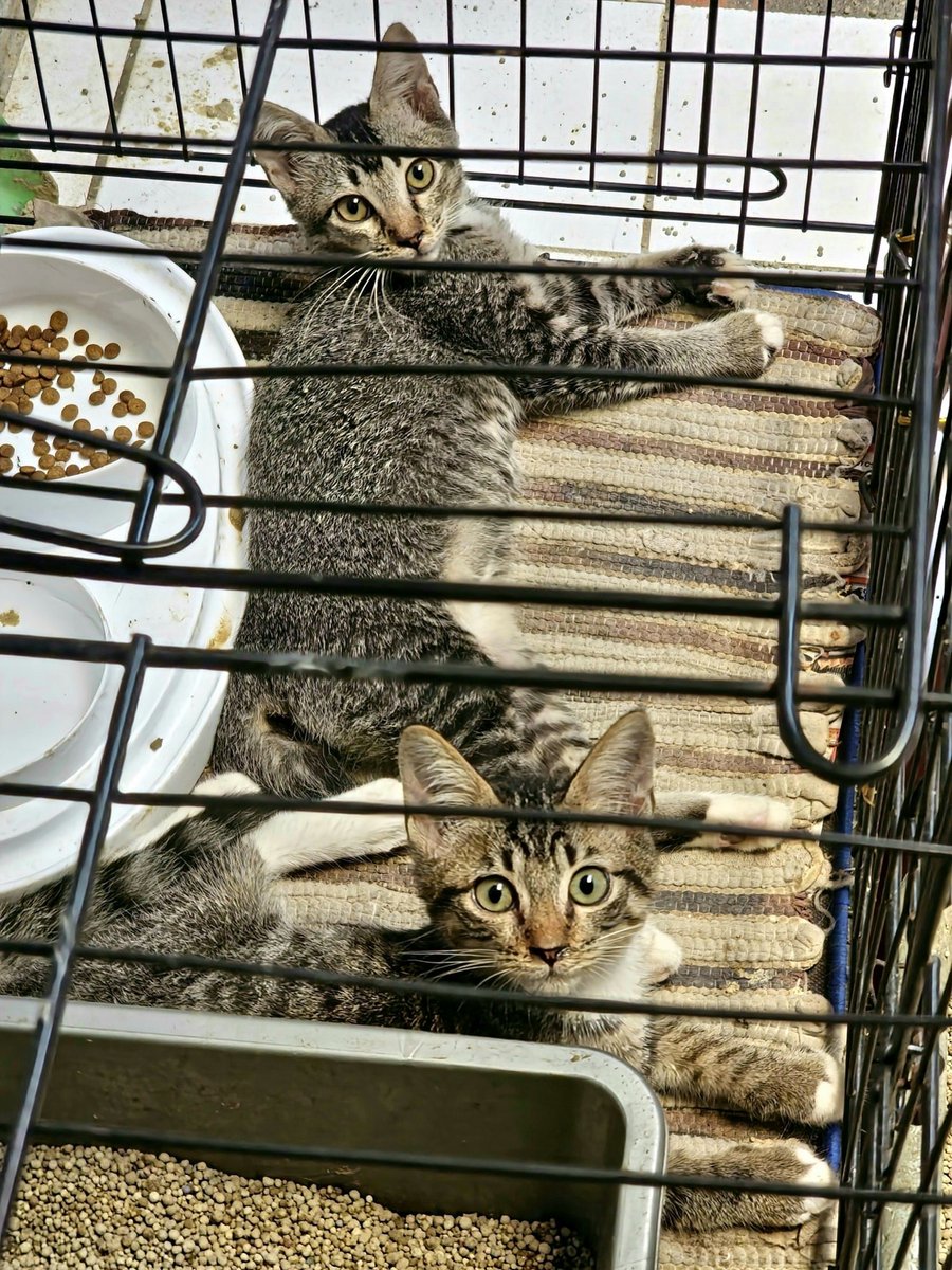 apidhnr's tweet photo. Open adopt free gratis female kitten(s) anak kucing usia 3 bulan, wilayah Kota Bekasi, Pondok Gede, Jatibening.

- Udah bisa pup di pasir
- Jinak dan playful
- Biasa makan makanan kering

Gak perlu bayar apa2, tinggal dateng langsung bawa pulang. https://t.co/brJg1eJGuD