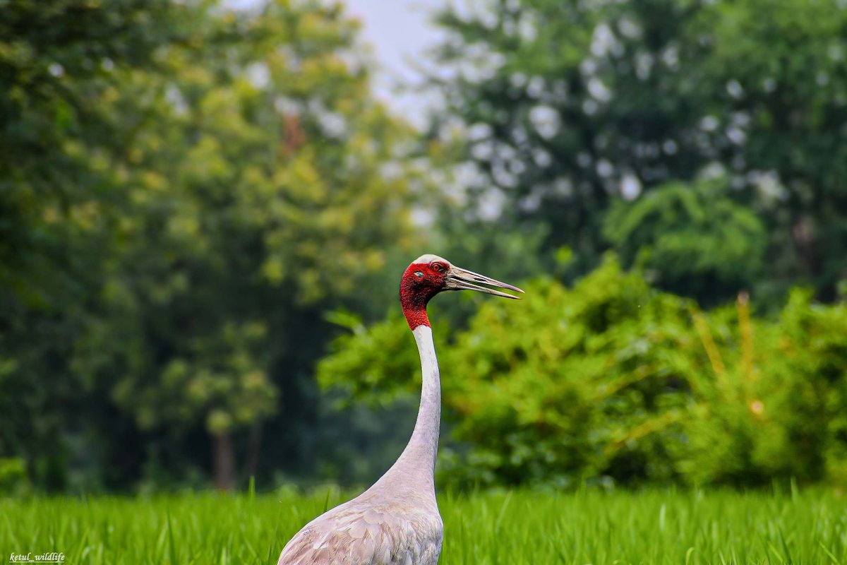 Ketulp5's tweet photo. Name : saurs crane
#ketulp5
#saruscrane #birds
#animal #birdsphotography
#wildlife #wildlifephotography
#wildlifephotographer
#wildlifeofindia #wildlifeonearth #earthcapture
#nature #naturelovers #NaturePhotography
#BBCWildlifePOTD #Nikon #nikond7500 https://t.co/pwS7jqcR88