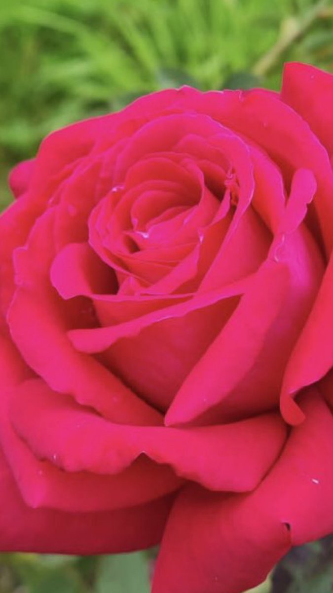 Morning 🍂…. Gardening this morning then it’s early bar 🍺🍺🍺 time & an afternoon watching #SixNations 🏉 with the family…. #ComeOnEngland🌹🏉🌹🏉🌹… Whatever you’re doing today have an absolute blinder…. HAPPY DAYS!!! #GardeningX #NotRoseWednesday #Roses #EnglandRugby