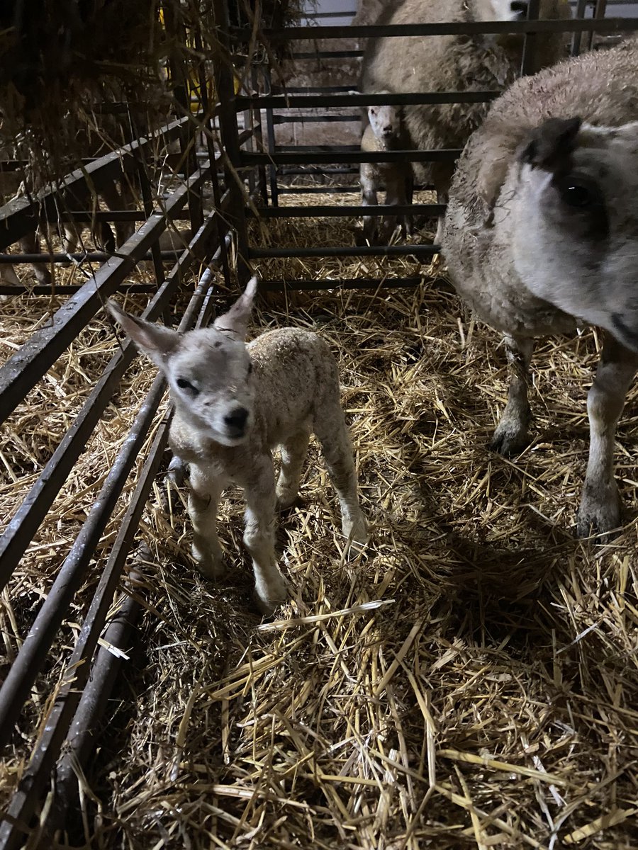 CayKendall tweet media