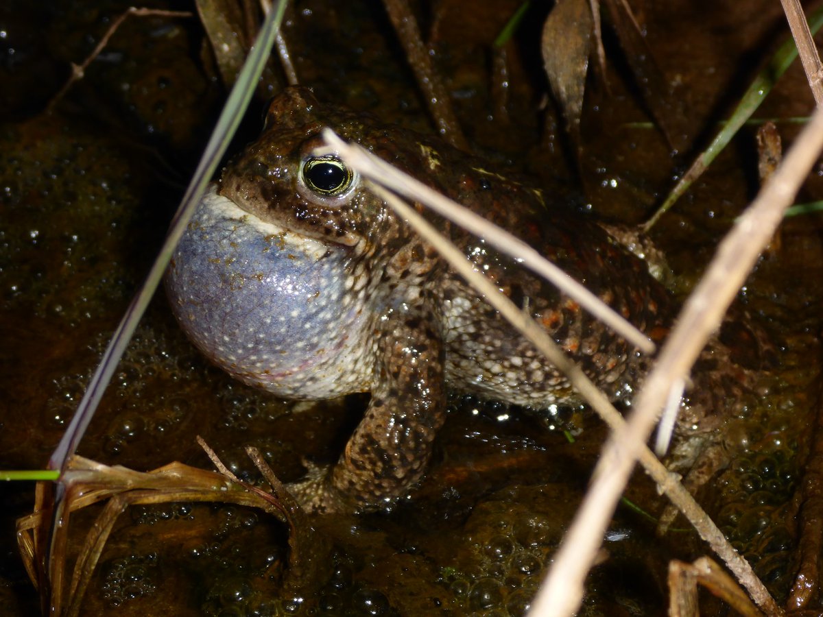 Neil Forbes tweet media