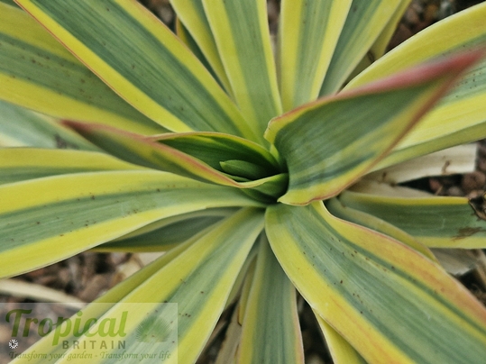 Yucca gloriosa 'Bright Star'