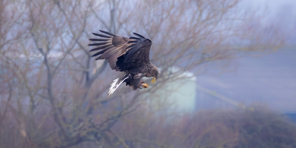 A fabulous image showing one of the released #WhiteTailedEagles in flight with a fish. 🦅🦅 Our research shows that fish makes up more than 50% of diet in breeding age white tailed eagles 🐟🐟 @ForestryEngland #roydenniswildlifefoundation 📷 @DanSayers66658