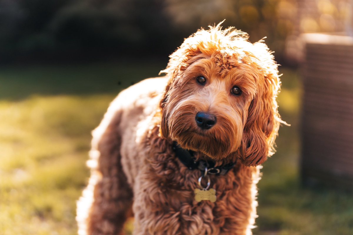 Dave Perkins tweet media