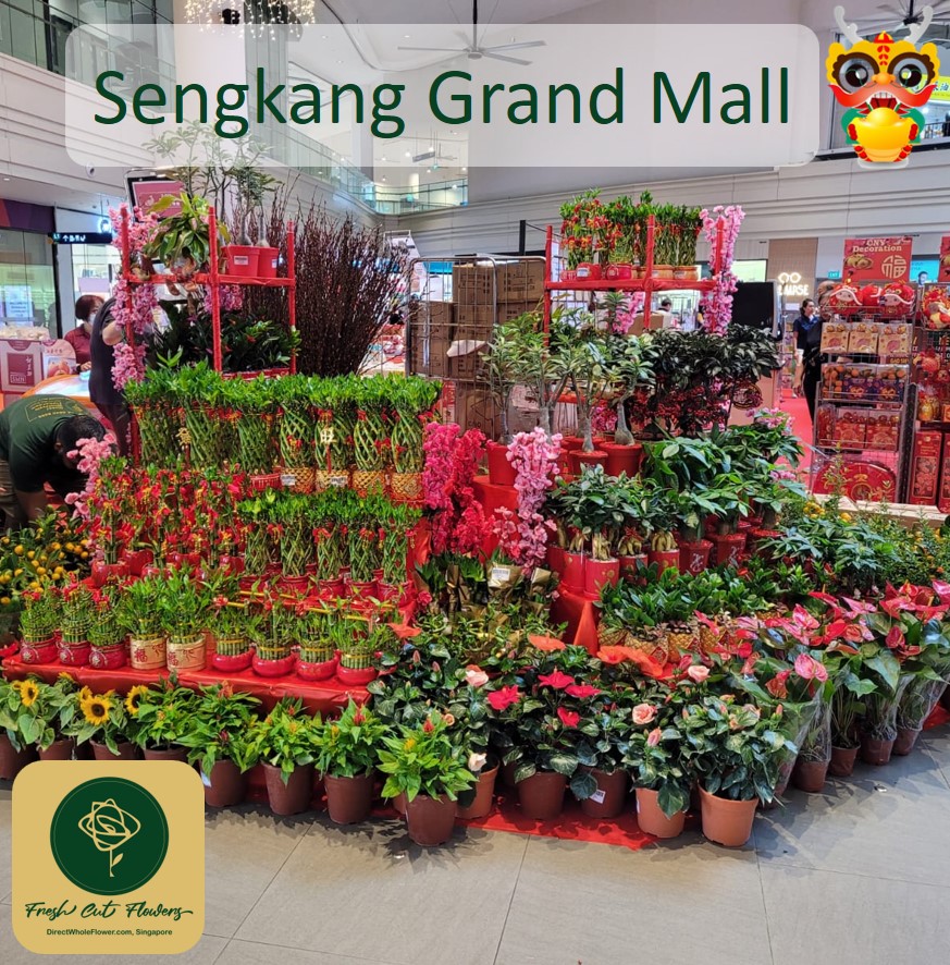 dwfgroup's tweet photo. LELONG LELONG.

Auspicious Plant Sales @ Sengkang Grand Mall NOW ON

price from $5.90

Heng Heng CNY Plants For Everyone! Usher in an auspicious Year of the Dragon with plants that symbolize fortune and luck! https://t.co/6drj3eJi06