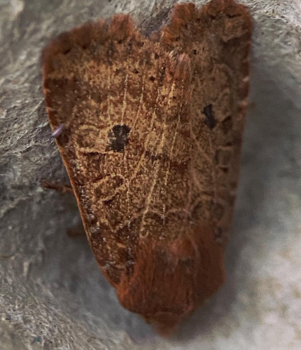 7 moths of 5 species last night which isn’t bad for 2nd February! Spring Usher, Hebrew Character, Chestnut, Winter Shade & Agonopterix heracliana/ciliella #moths #mothtrapping