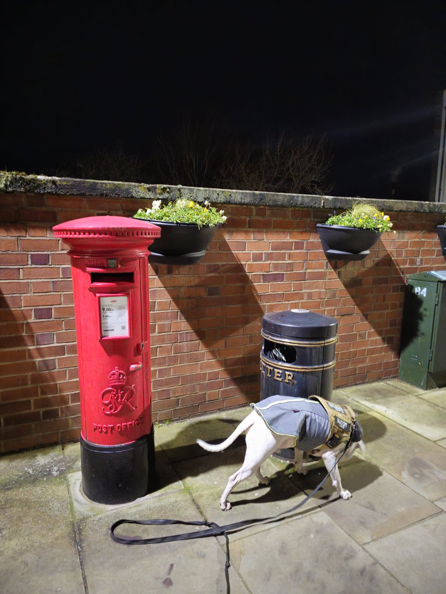 Frank the American bulldog just after desicrating this lovely post box.
#postboxsaturday
#Shrewsburyquarry
#Americanbulldog
#stchads
#Shrewsbury