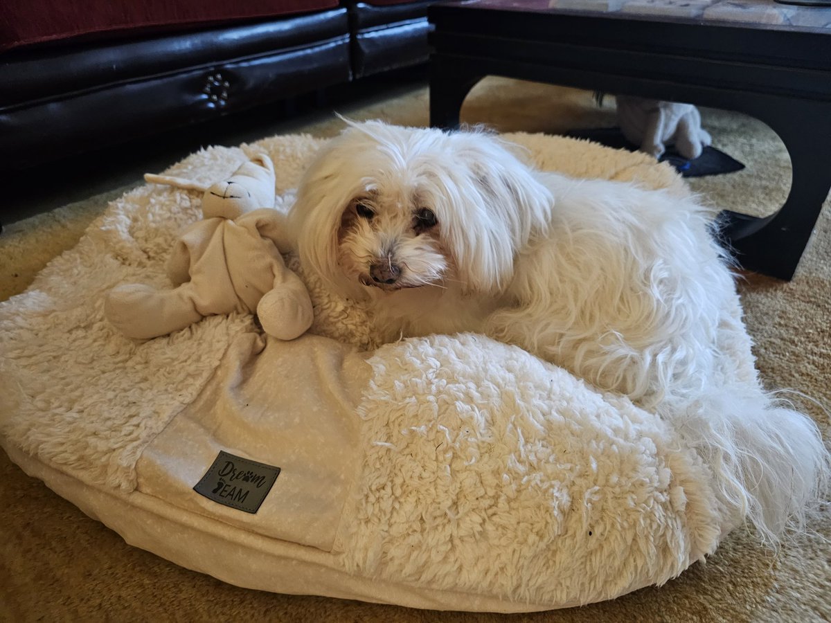 jasminchen8's tweet photo. Mein Ginalein feiert Heute ๐
Wir feiern jetzt jeden Monat
15 Jahre und 8 Monate
Love you ๐
Bin jeden Tag dankbar, dass Sie noch bei mir verweilen darf
#dogsbestfriend https://t.co/wsSFqqOA65