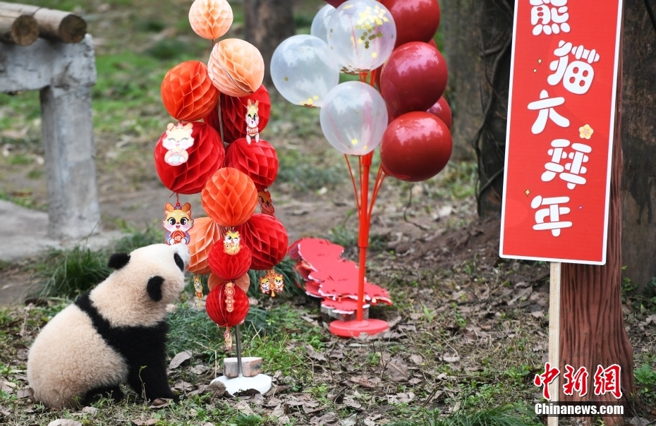 PDChina's tweet image. Cuteness alert! Chongqing Zoo in southwest China&apos;s Chongqing Municipality prepares a big meal consisting of vegetables and fruits for #giantpandas to celebrate the Chinese Lunar New Year.