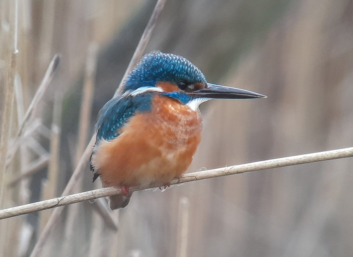 Kingfisher showing well from Watchpoint hide @RSPBSaltholme this morning ❤ @teesbirds1