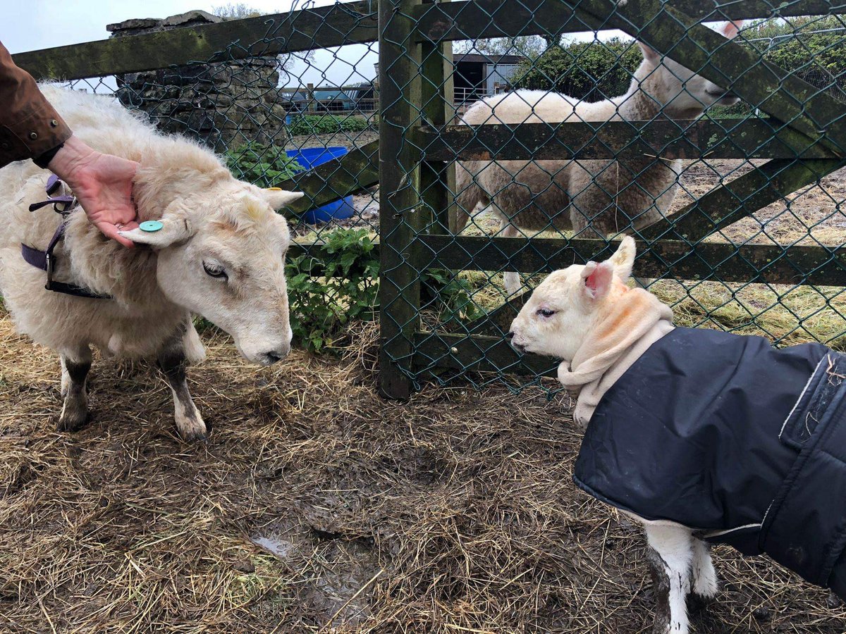 4 bales of Haylage per day = £1120 per week 
8 small bales of Hay per day  £6:50 each for the most vulnerable sheep. = £364 per week
Specialist food = £600 per week .
Farrier  £25 per pony every 6 to 8 weeks .
Vet fees =£25,000 a year

Can you help? 

justgiving.com/campaign/winte…