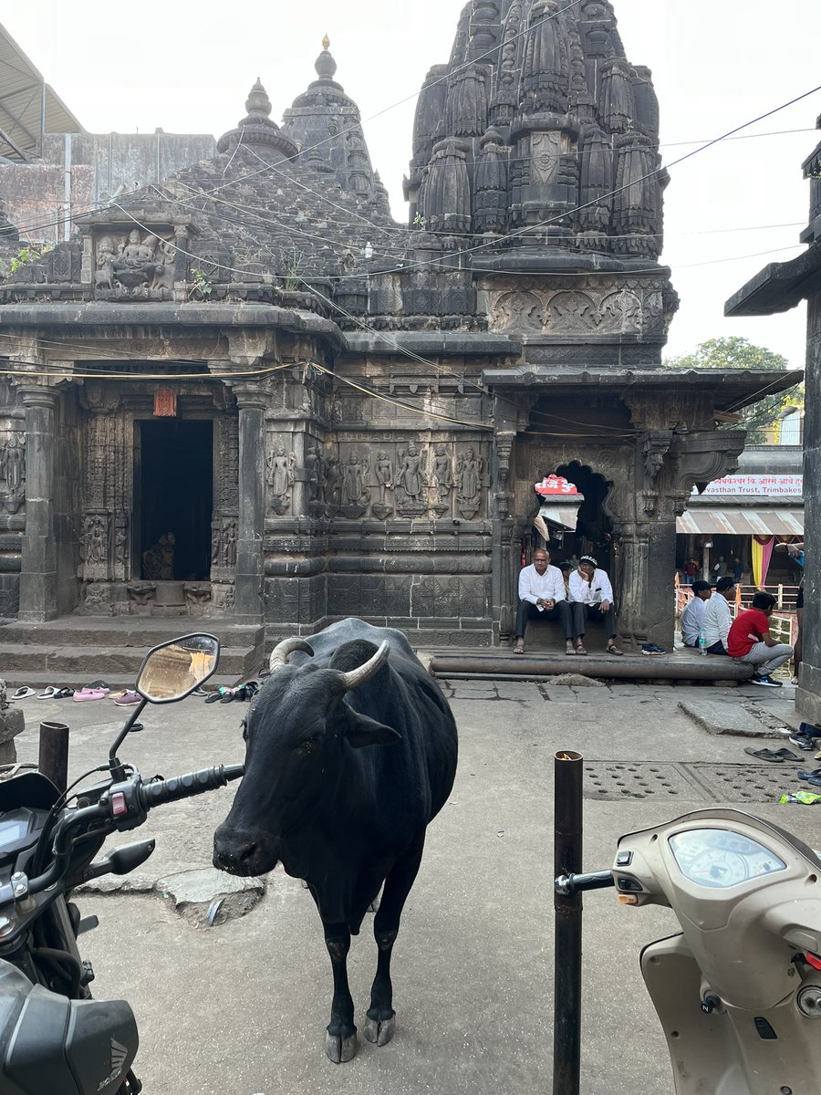 Clay (@schnelkc) on Twitter photo Hey <a href="/VanPlating/">Van Plating</a> and <a href="/USAquarium/">American Aquarium</a>…have you ever been to India?
Your shirts have…I think that cow became a fan🤘🤘🤘 Hey <a href="/VanPlating/">Van Plating</a> and <a href="/USAquarium/">American Aquarium</a>…have you ever been to India?
Your shirts have…I think that cow became a fan🤘🤘🤘