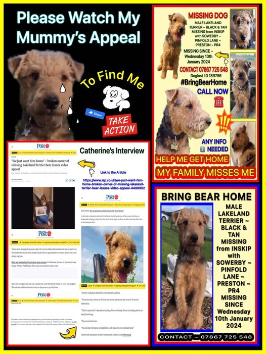 Lakeland Terrier Bear is still missing! The family are broken and just need him home!