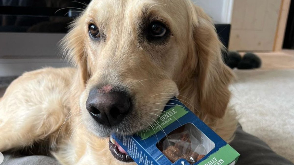 If you ever needed an excuse to treat your Golden, this is it 🙌 This #GoldenRetrieverDay, we're celebrating everything about the loyal, loveable breed with plenty of treats, cuddles and play! Show off your best friend by sharing photos of your Golden below 📸