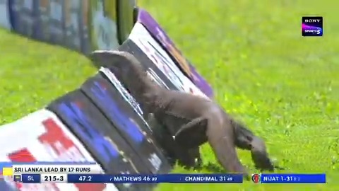  Uninvited guest on the field today 🦎  📹 Credits: Twitter/SonySportsNetwk