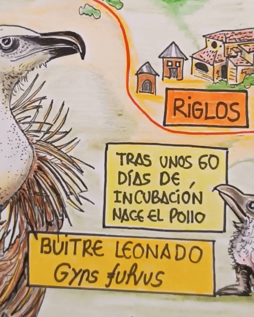 Quienes ya conocéis mi trabajo sabéis que en todas las rutas incluyo algún elemento de flora o fauna característico de la zona en cuestión.
Aquí tenéis una pequeña muestra de la que saldrá con mi próximo libro: Pirineo Aragonés Occidental Tomo II. Editorial Desnivel.