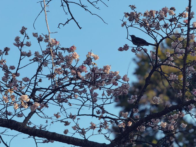 桜が咲いてたワ〜〜 