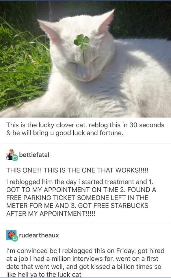I grant you blessings of the Luck Cat