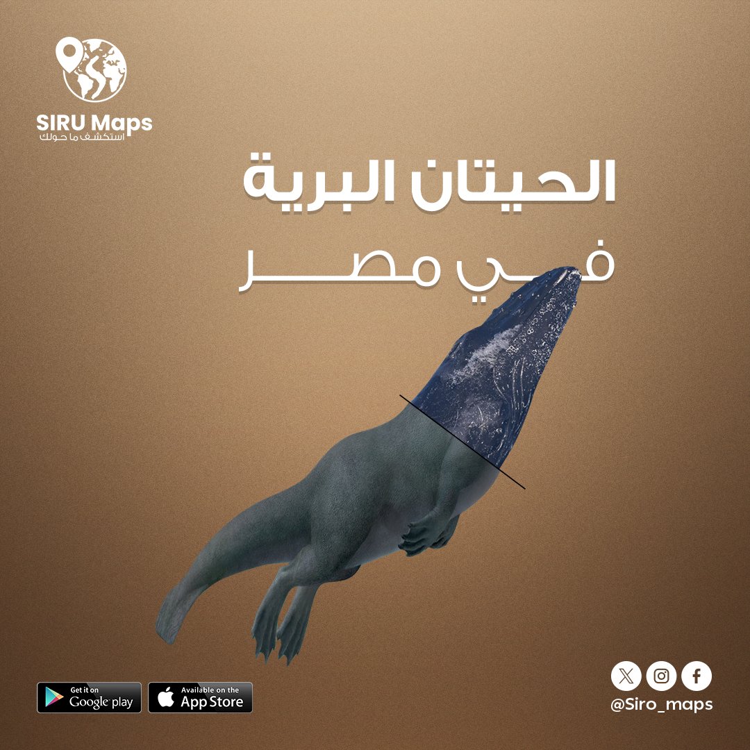 siru_maps's tweet photo. هل كنت تعلم بأن " الحوت " كان حيواناً برياً في نشأته ؟!
يُعد "وادي الحيتان" في جمهورية مصر ، أكبر  مواقع العالم الشاهدة على هذا التطور الذي يُشير الى عيش الحيتان في البرية قبل ان تتسيد البحار ! 
حمل تطبيق  SIRU MAPS ،، وتعرف على تفاصيل هذا الاكتشاف المذهل!
https://t.co/TXbdCbreWo https://t.co/xZj6q4GsOu