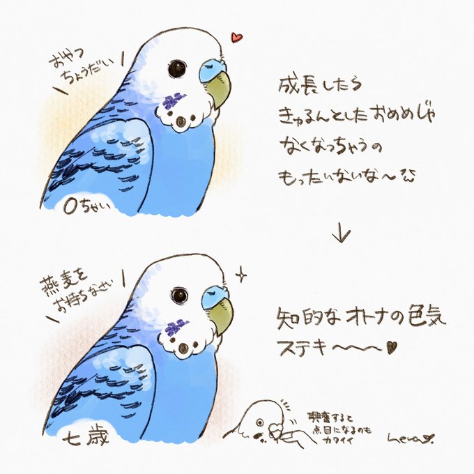 アイリスリングについて 