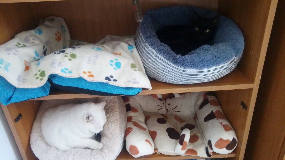 peraiutare's tweet image. CHI HA BISOGNO DI SPAZIO PER I VESTITI,QUANDO PUO AVERE UNO SCAFFALE DI 🐈🐈🐈......?!
VI RICORDIAMO CHE GLI (S)FORTUNGATTI (@ElisaasilE187) NON SONO PUPAZZI MA HANNO BISOGNO DI #PAPPA !⏬⏬⏬
amazon.it/hz/wishlist/ls…
🐾📜🐈♥️🐕🐾
amazon.it/hz/wishlist/ls…