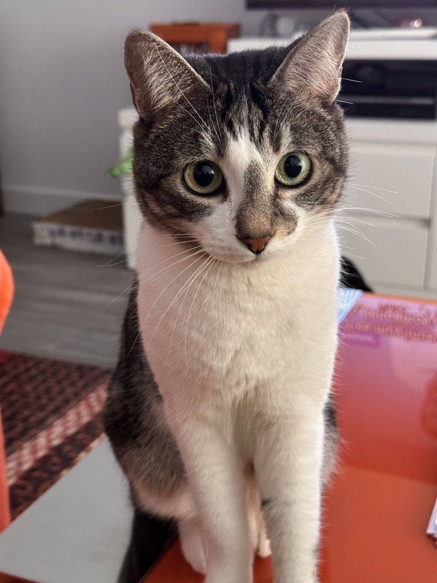 enGatadas_AB's tweet photo. Siempre cerquita, te muevas en la casa por donde te muevas, alzas la vista y ahí tienes a Lía, sigilosa y luego dicen que si los gatos son ariscos
Van a su bola, claro, pero cuando su bola eres tú, se ponen a tu alcance
Nos subes una foto de tu peque ahora? 
‼️Gatos a las redes‼️ https://t.co/ZTtQyqRqIc