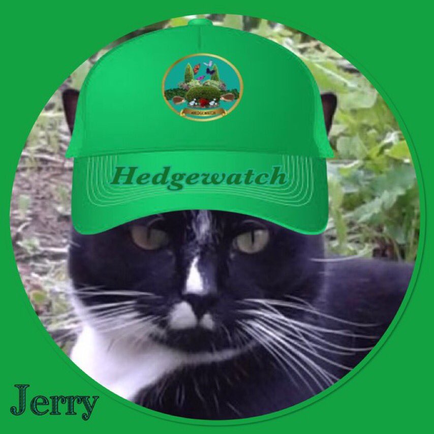 Is dere anyone at  #Hedgewatchcafe dat can serve any nip catpuccino and donuts 🍩 or sammiches ? 
Or at least teleport some noms down under via teleporter 
Thanks 🙏 in advance ❤️🙏#Hedgewatch
