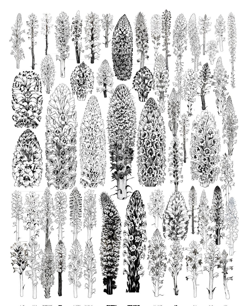 Chris Thorogood tweet media