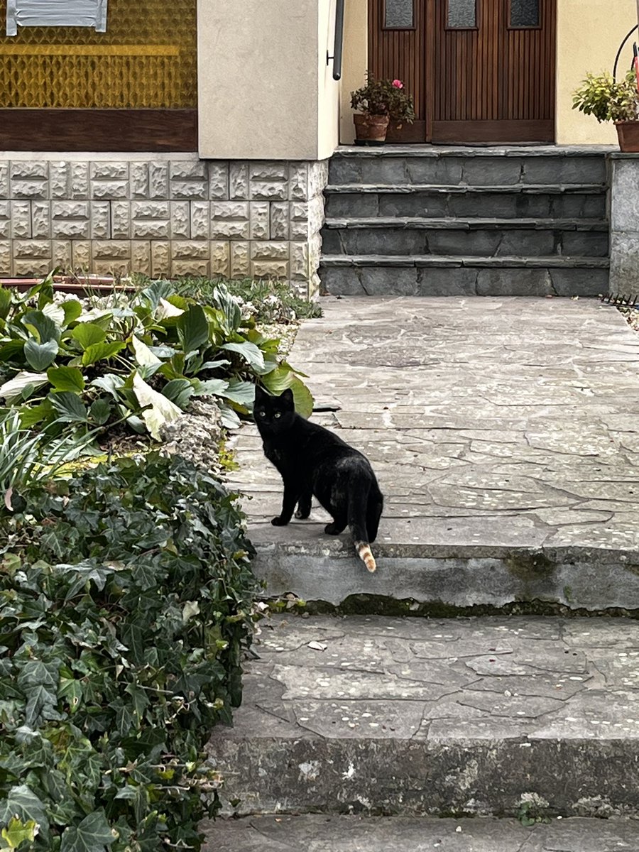Layout01418714's tweet photo. Gold tail cat! #goldtailcat https://t.co/d6KAWTLBOQ