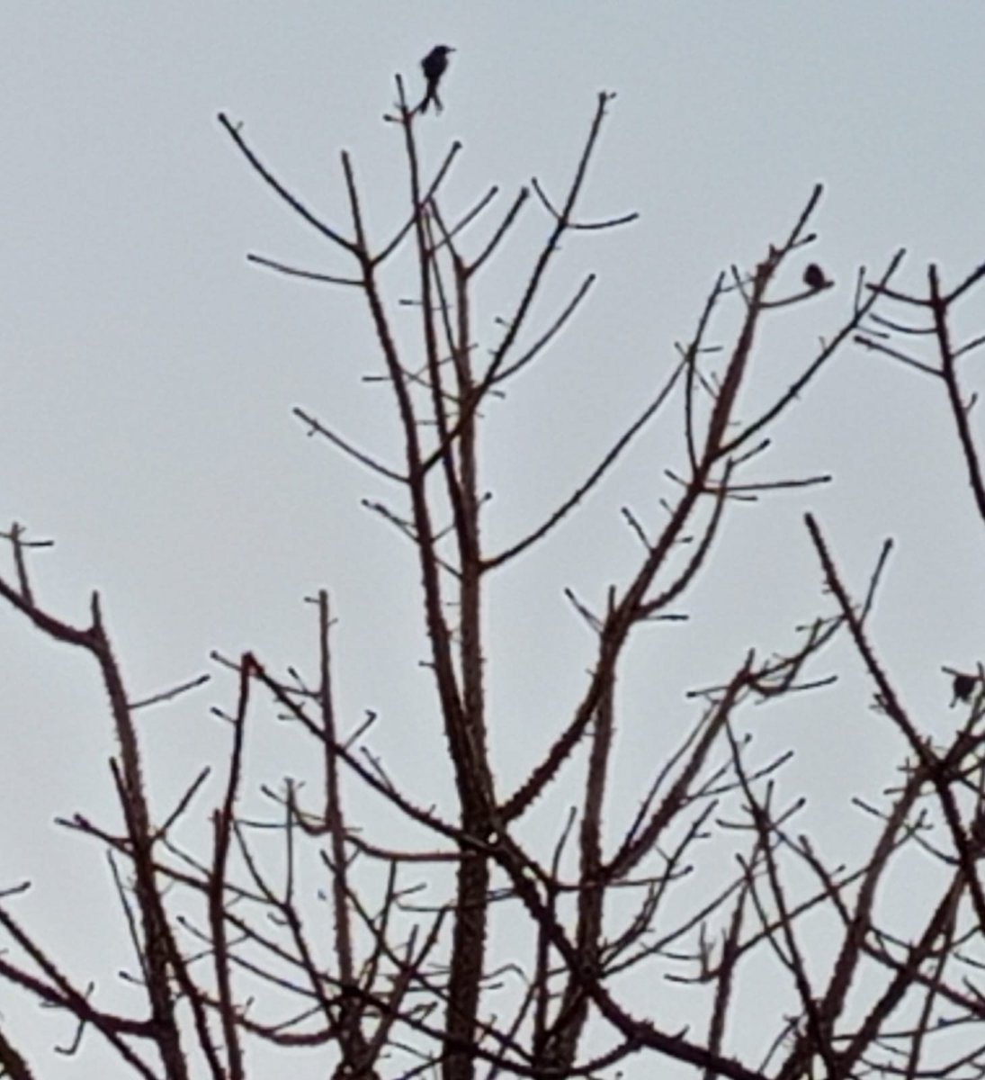 आज मैं ऊपर...😊 
#birdphotography #birdwatching #BirdsOfTwitter #BBCWildlifePOTD #BirdsSeenIn2024 #birdslovers #navimumbai