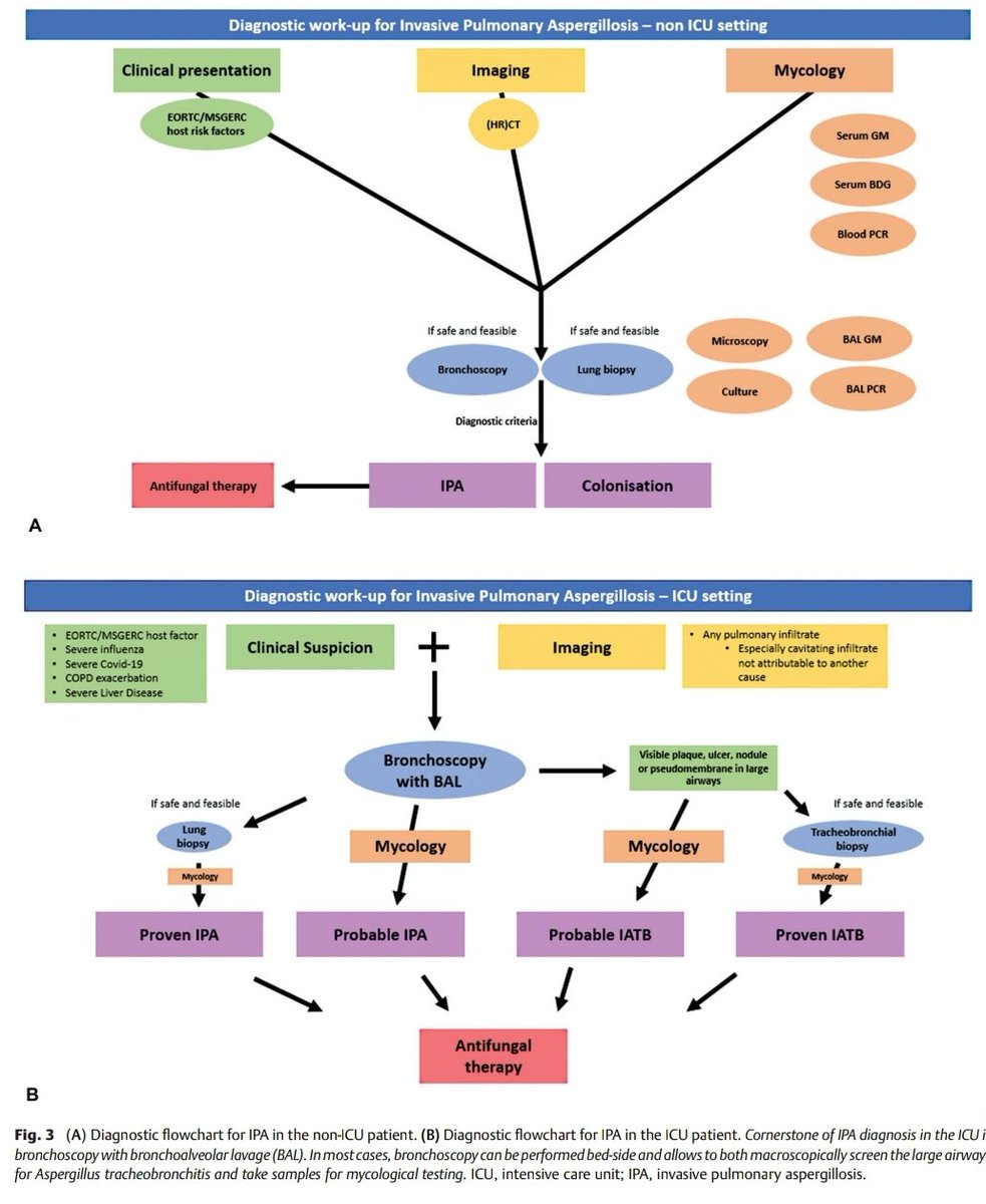 Invasive Pulmonary Aspergillosis: diagnosis and treatment. doi.org/10.1055/s-0043… 🫁🎞🧬🧪🔬🧫💉💊 @EuroRespSoc @atscommunity @ALATorax @SeparRespira @SPLF_SocPneumo @pneumosbpt @KU_Leuven @erasmusuni @NeumoMadrid @neumopararesis @NeumoIntervHURS @MarisolArLa @NeumoNat