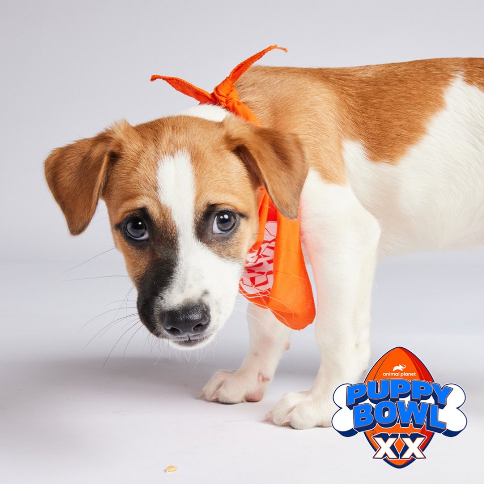 TOMORROW is #PuppyBowl 20, and we have players competing on both teams! Our roster of #TeamRuff players includes VINCE, GRANITE, TORNADO, and VASCO 🧡🏈Tune in tomorrow at 2 PM EST to @animalplanet or @discoveryplus for the cutest Superbowl pregame in America 🐶🏟️ #SatoStrong