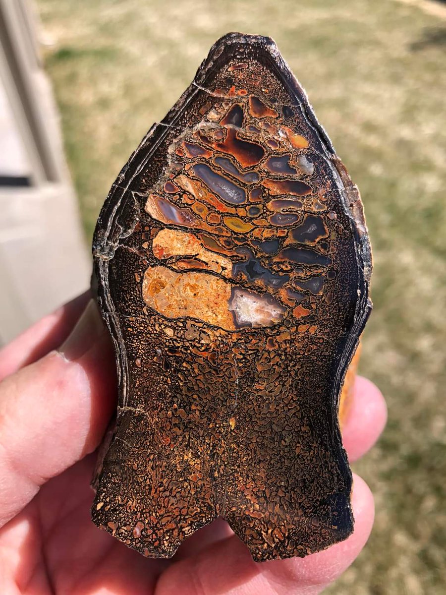 0xRaoulDuke's tweet photo. Reposting more #rocks... How about a few #gembone specimens? @Ars0nic do these count as pebbles? #dinosaur #bone #jurassic https://t.co/GyCZoMsBTW