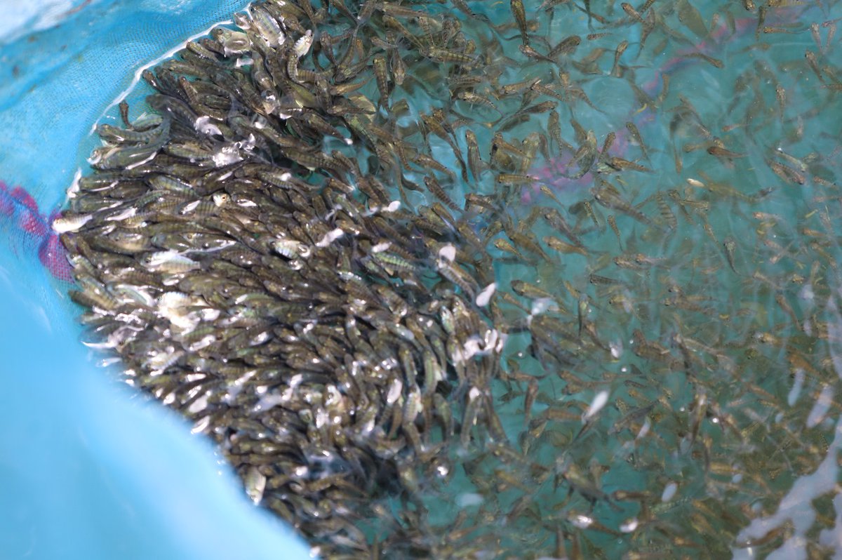 🌊🐟 Today, the #TAATFish Compact, under the able leadership of @WorldFishCenter, alongside our Kenyan national partners, unravelled the core of better management practices #BMPs in #AquaculturalProduction systems. ✨ From production systems to stocking and establishing the