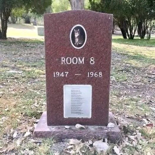 <a href="/MattWallace888/">Matt Wallace</a> “Room 8” ( 1947–1968 )
Room 8 was a neighborhood cat who wandered into a classroom in 1952 at Elysian Heights Elementary School in Echo Park, California. He lived in the school during the school year and then disappeared for the summer, returning when classes started again. This