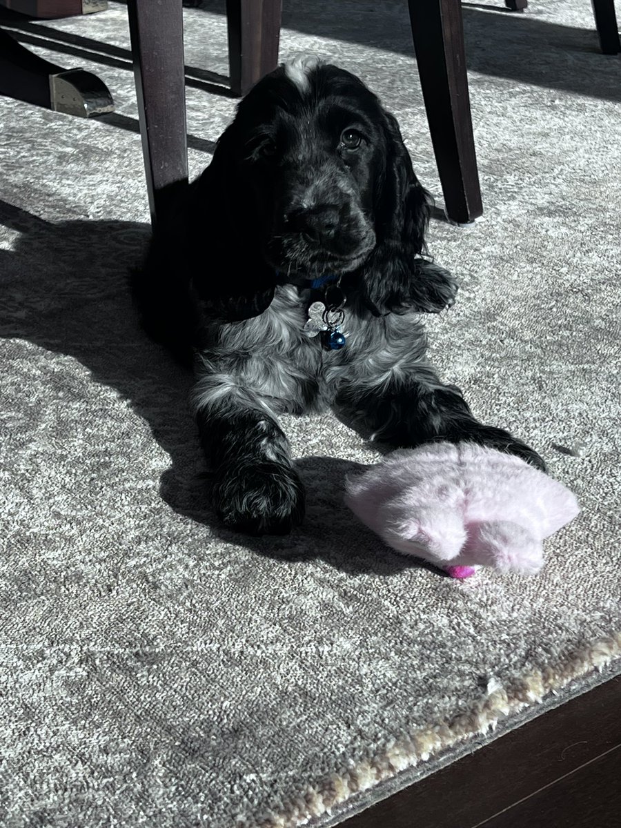 WestVan8675309's tweet image. So far we have lost 1 vase and last night he flipped his crate while he was in it. I miss sleep. 🐾 #PuppyMommy #AngelFace #DevilBaby