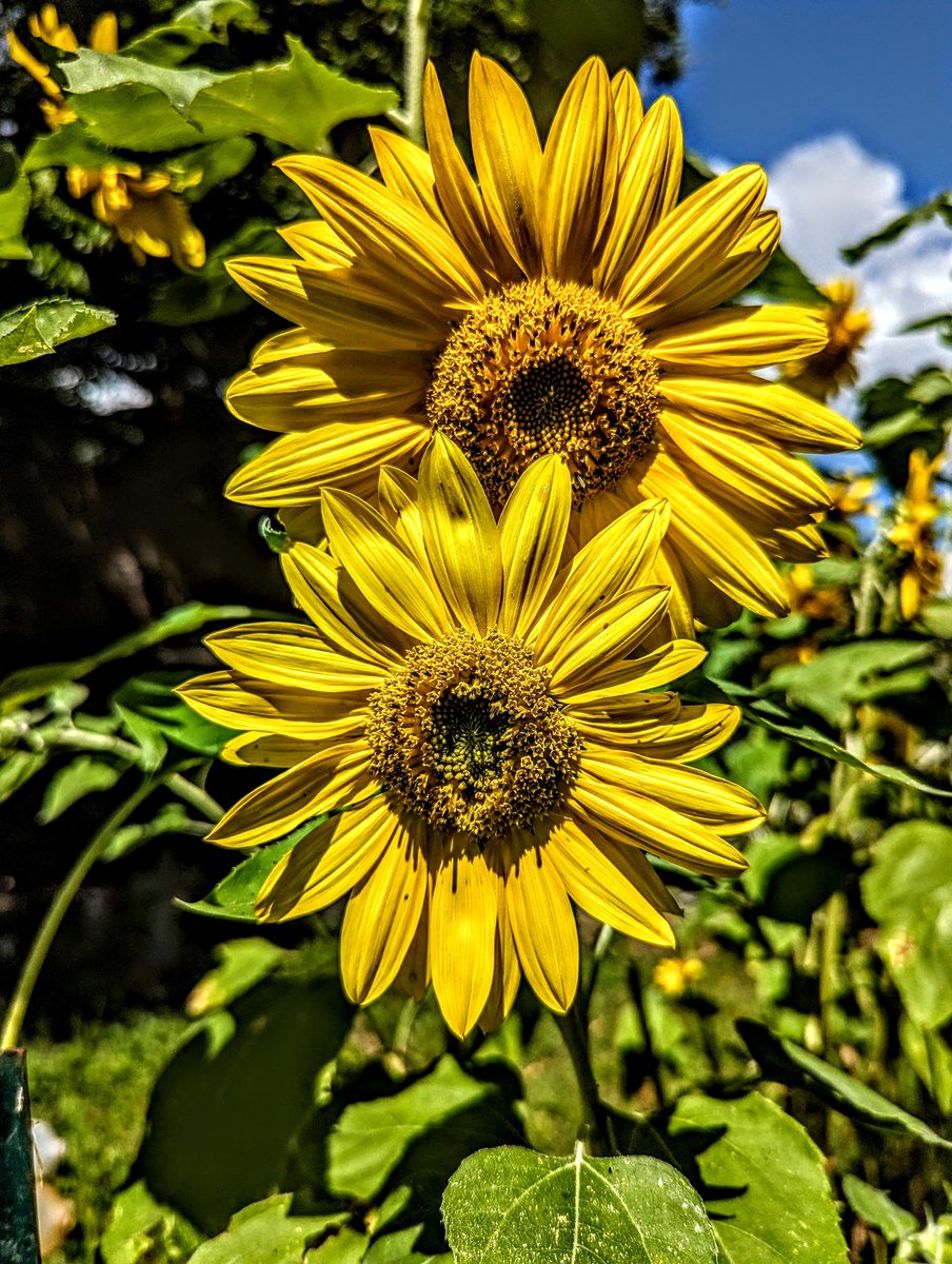 KeriButcher's tweet photo. Double Vision. #sunflowers #sunflower #FlowersOfTwitter #Flowers #GreenbackCastle #Greenback #LifeisGood #yellow #nature #NaturePhotograhpy #EastTN #freelancer #photography #travel #travelphotography #picoftheday https://t.co/oPztfWfhFZ