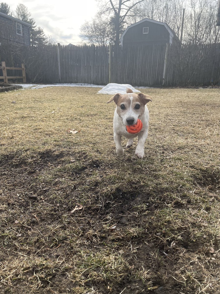 DaisyMaeJack's tweet image. Everything was fine until it wasn’t. 🐾❤️ #newtoy #backyardball #stopdabaffs #dogsoftwitter #dogsofX #JackRussellTerrier