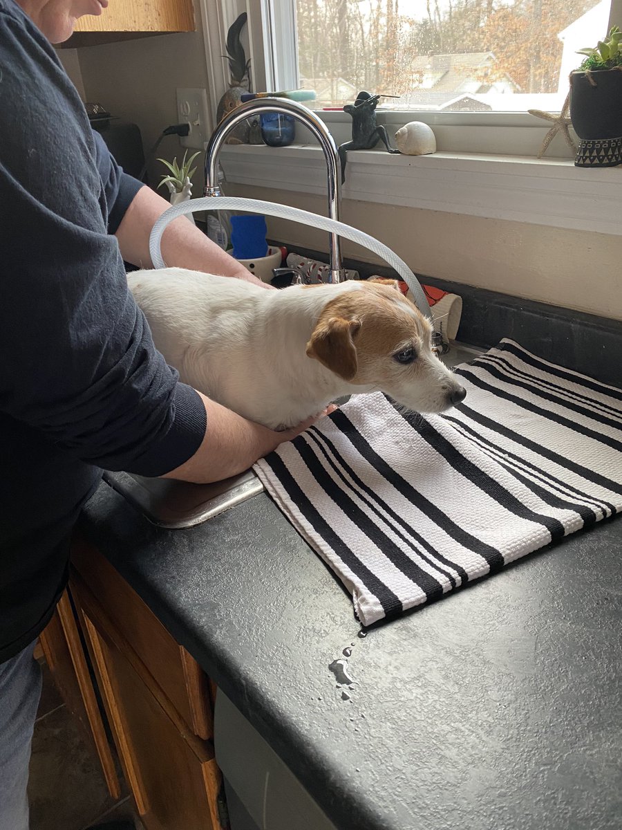 DaisyMaeJack's tweet image. Everything was fine until it wasn’t. 🐾❤️ #newtoy #backyardball #stopdabaffs #dogsoftwitter #dogsofX #JackRussellTerrier