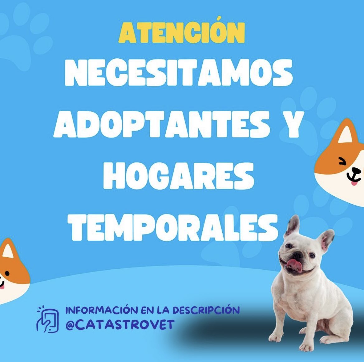 BlanquitaMontt's tweet photo. El hospital vet de Viña busca hogares temporales para pacientes cuyos tutores no aparecen,y adopción definitiva para pacientes bebés o cuyos tutores han
fallecido 😭
Contacto Encargadas 
+56 9 2757 1648 Antonia
Arroyo
+56 9 6705 6205 Catalina Salgado
+56 9 9536 2319 Loreto Pinto https://t.co/8S9uQRlYhS